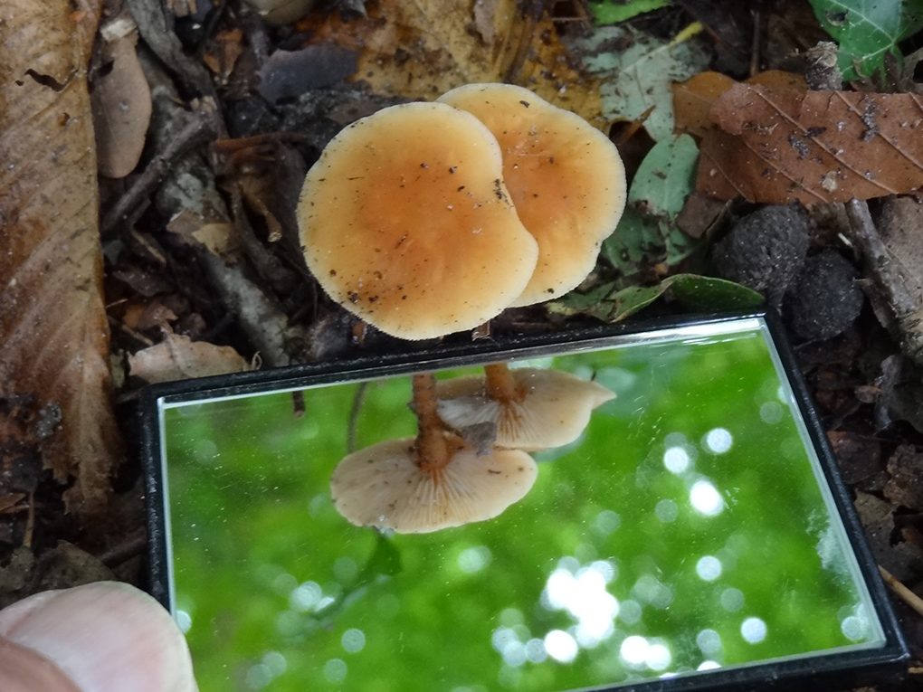  Uistapje 2017, rondleiding in de natuur en uitleg van de natuur. 